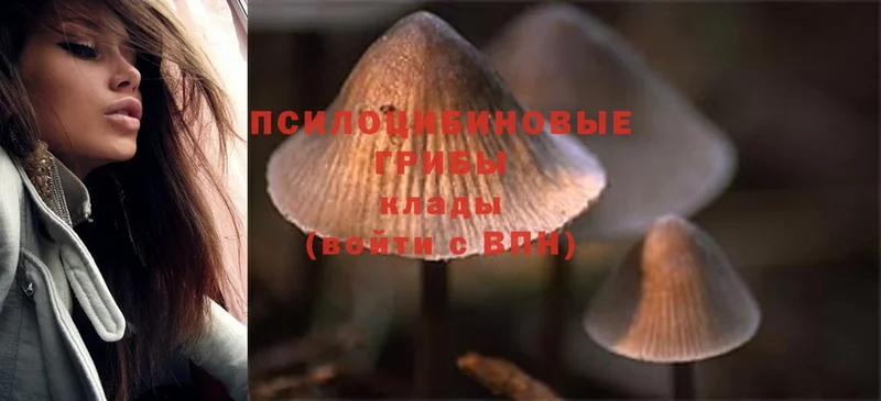 Псилоцибиновые грибы Psilocybe  наркотики  Глазов 